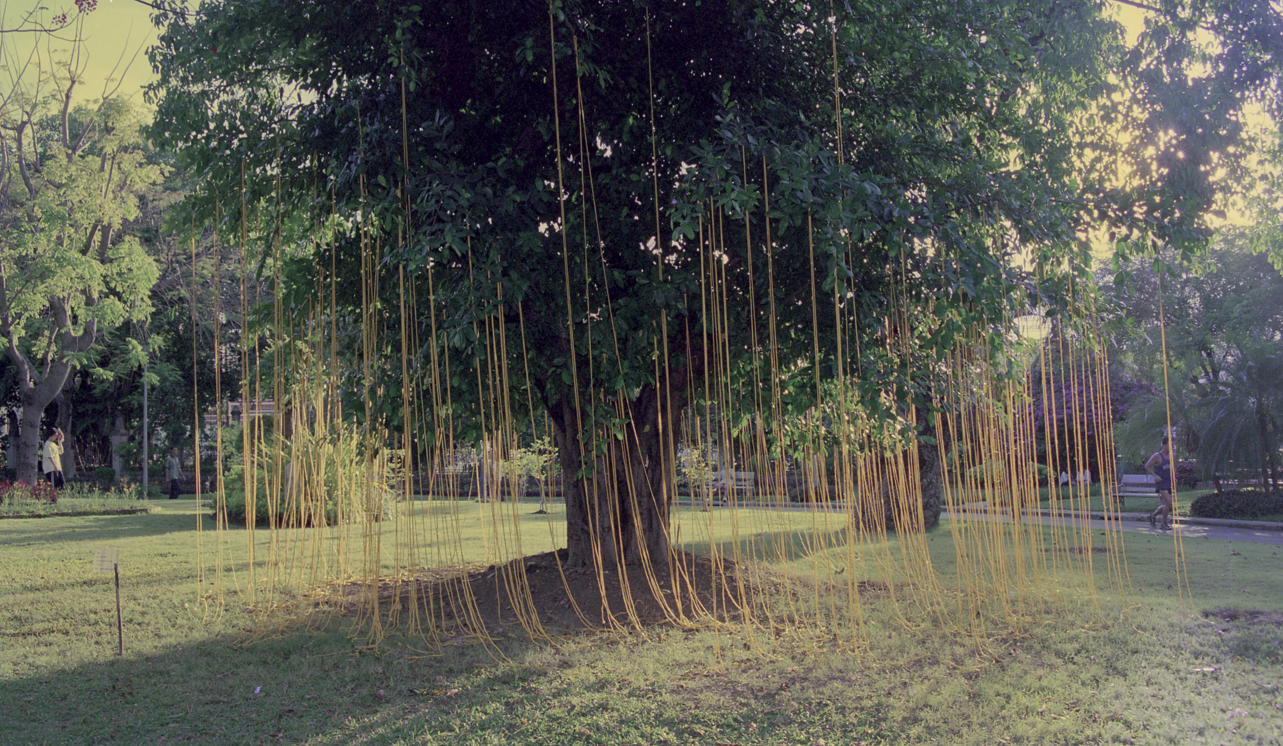 Sun, Strings and Me (Set of 2 Photographs)