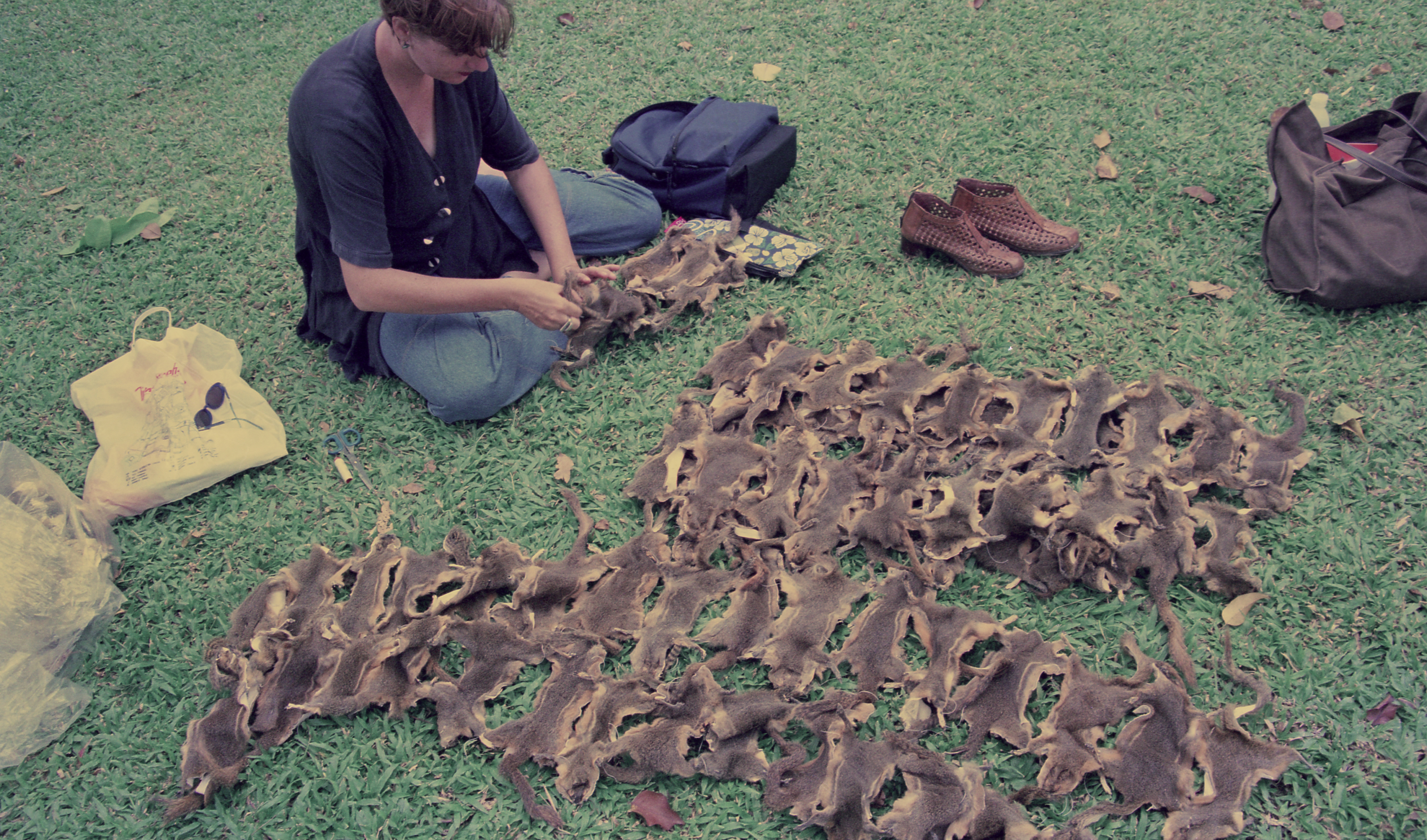 From Pest to Pets — Preparation (Set of 3 Photographs)