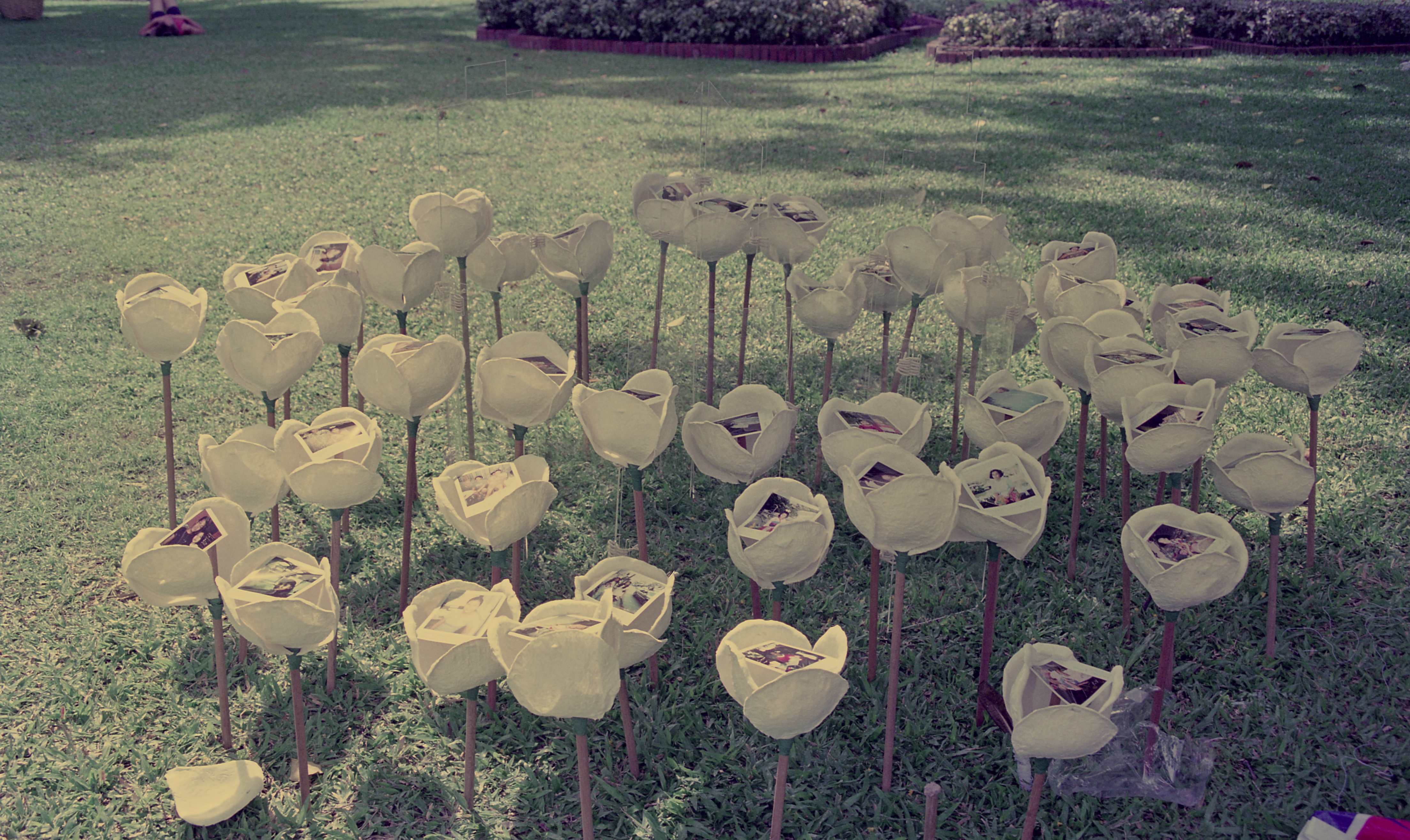 Don't Step on the Flowers (Set of 4 Photographs)