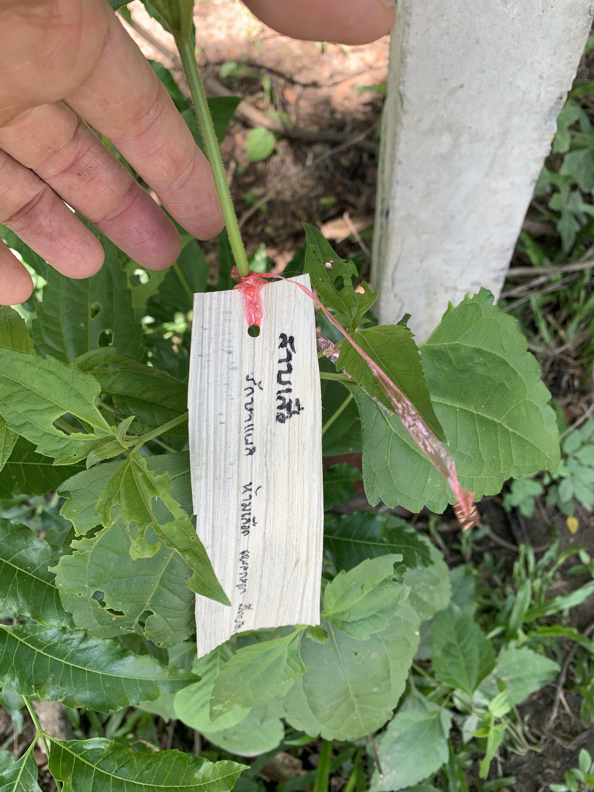 Baan Pue elementary, Plant properties written on dry betel leaf by student