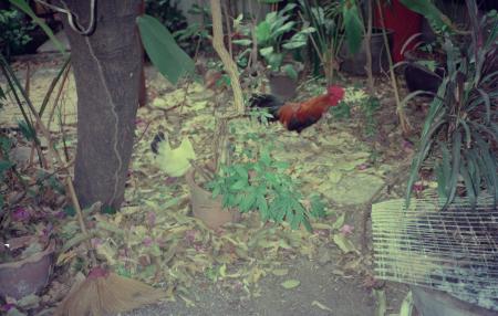 Chen Qingqing at Nitaya Ueareeworakul's Home (Set of 6 Photographs)