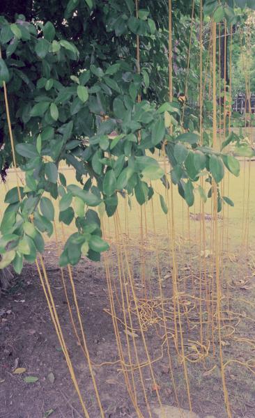 Sun, Strings and Me (Set of 2 Photographs)