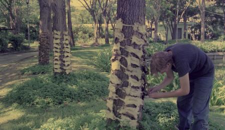 From Pest to Pets — Preparation (Set of 3 Photographs)