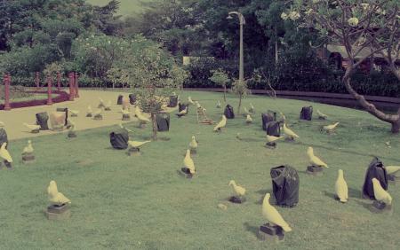 Dove-Corns (Set of 6 Photographs)