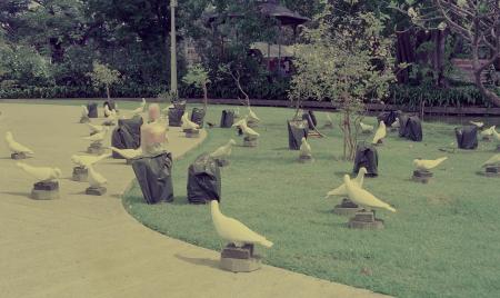 Dove-Corns (Set of 6 Photographs)