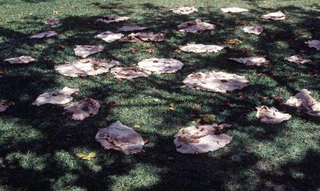 Untitled 'Offering' (Set of 2 Photographs)