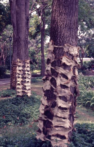 From Pest to Pets (Set of 2 Photographs)