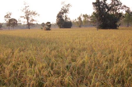 Kor Kwaay Dong Khao Na…Kor Khon Dong Khueng Khang—Preparation (Set of 9 Photographs)