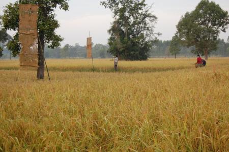 Naruemon Padsamran's Residency at Womanifesto (Set of 63 Photographs)