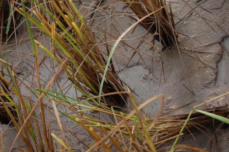 Naruemon Padsamran's Residency at Womanifesto (Set of 63 Photographs)