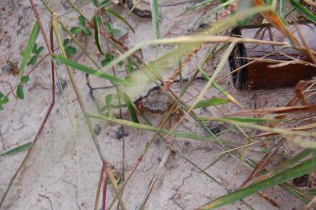 Naruemon Padsamran's Residency at Womanifesto (Set of 63 Photographs)