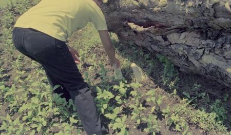 Parasites of Life — Preparation (Set of 5 Photographs)