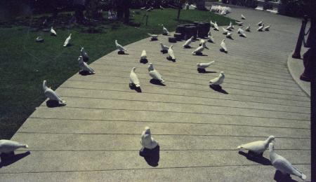 Dove-Corns (Set of 6 Photographs)