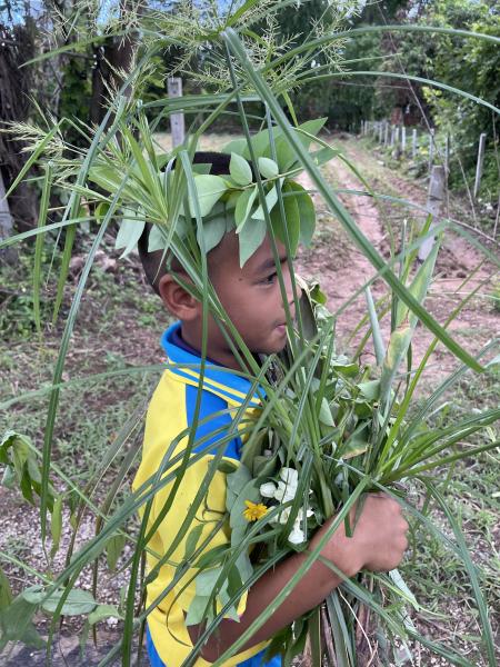 Cartoon, an elementary student with bunch of plants he has collected for the workshop