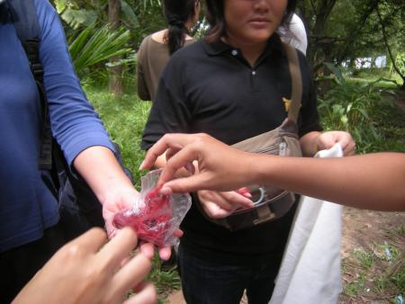 Tie Dye Workshop (Set of 94 Photographs)